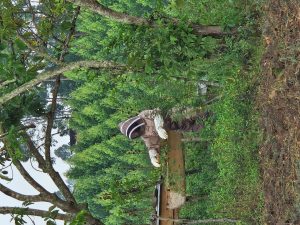 MUBENDE BEEKEEPERS ACQUIRE SKILLS AND EQUIPMENT TO BOOST HONEY PRODUCTION